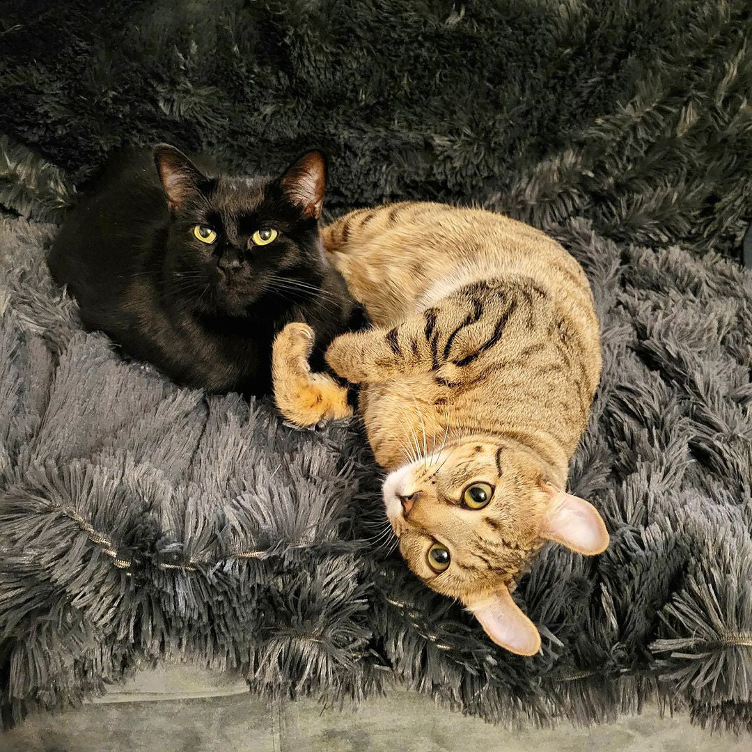 Manta gigante impermeable Pawproof