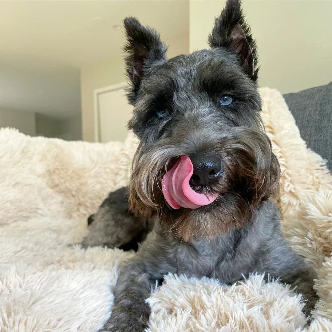 Manta gigante impermeable Pawproof